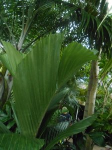 R #106 palm Unk Hyd.JPG