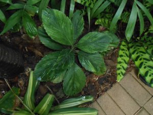 R #109 Cham Tuer.JPG