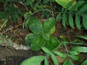 R #110 Cham Tuer.JPG