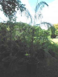 P #6 Dypsis heteromorpha.JPG