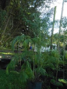 P #5 Dypsis heteromorpha.JPG