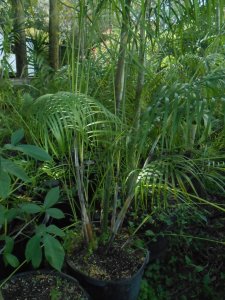 P #1 Dypsis heteromorpha.JPG