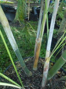 P #4 Dypsis heteromorpha.JPG