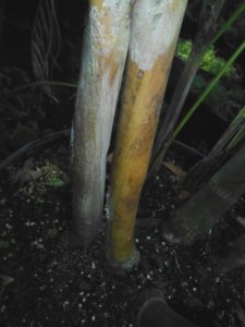 P #3 Dypsis heteromorpha.JPG