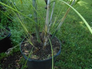 P #2 Dypsis heteromorpha.JPG