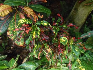 R #92 Cr Copp Coral Shwr.JPG