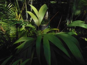 P #10 Dypsis sp..JPG