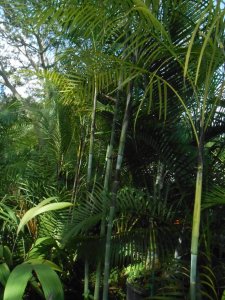 P #15 Dypsis arenarum.JPG