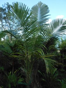 P #16 Dypsis sp..JPG