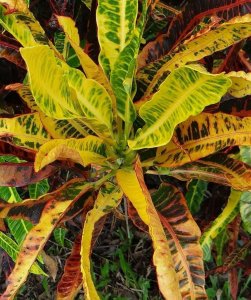 01 MULTICOLOR-CLOSEUP.jpg