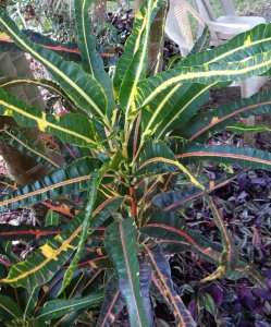 04 MULTICOLOR- DSC03530.jpg