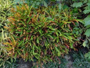 10 MULTICOLOR-SANTA ANA.jpg