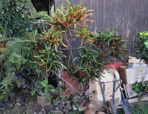 16 MULTICOLOR STILL LIFE-CALLE LIMON.jpg