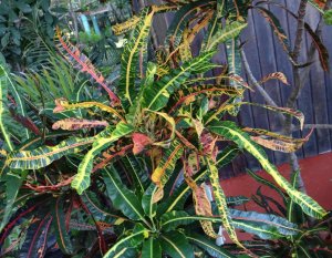 17 MULTICOLOR-CALLE LIMON LA GARITA.jpg