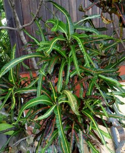 19 MULTICOLOR-CALLE LIMON LA GARITA.jpg