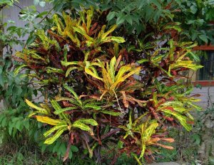 12 MULTICOLOR-LA GARITA.jpg