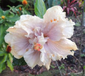 Hibiscus pale lavendar Angela.jpg