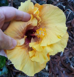 Hibiscus yellow dirty center 2.jpg