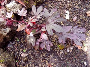 Hisbiscus maroon another shot.jpg