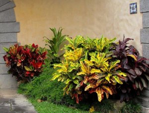 07 PETRA (LFT) & KENTUCKY-CROTON GARDEN POTPOURRI.jpg