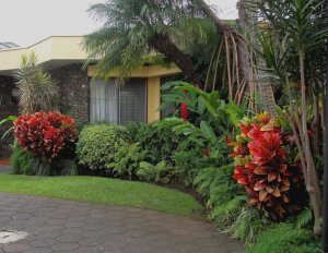 10 PETRA DUET BORDERING THE FRONT DRIVEWAY.JPG