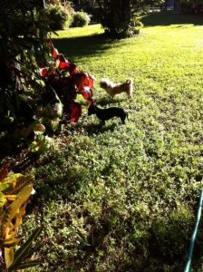 My Croton Friends.JPG