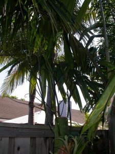 2015 tower tree 040.JPG