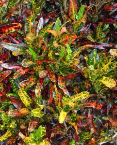 06 BATIC AKA BUSH ON FIRE.jpg