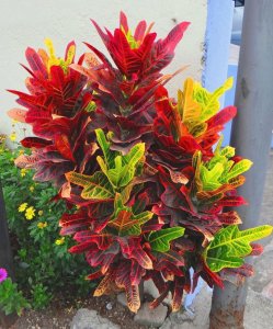 06 EXCELLENT-LOCAL CONVENIENCE STORE.jpg