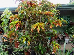 01 NOID - RECURVED TYPE CULTIVAR FOUND IN OROTINA.JPG