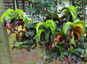 02 NOID - RECURVED TYPE CULTIVAR FOUND IN OROTINA.JPG