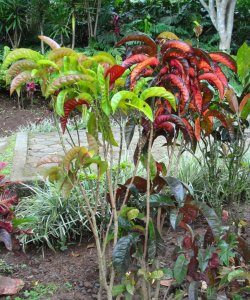 03 NOID - RECURVED TYPE CULTIVAR IN ROBERTICO'S GARDEN.JPG