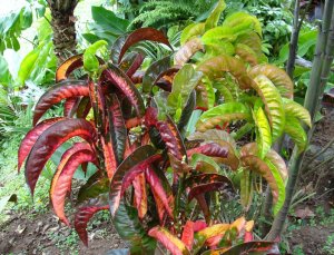 04 NOID - RECURVED TYPE CULTIVAR IN ROBERTICO'S GARDEN.JPG