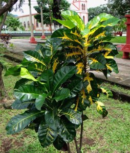 05 REQUEST CONFIRMATION - WOULD THIS BE GREEN AND GOLD.JPG