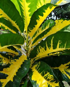 06 REQUEST CONFIRMATION - WOULD THIS BE GREEN AND GOLD.JPG