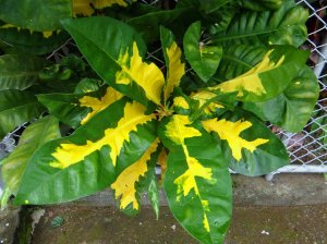 07 REQUEST CONFIRMATION - WOULD THIS BE GREEN AND GOLD.JPG