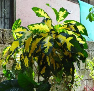 08 REQUEST CONFIRMATION - WOULD THIS BE GREEN AND GOLD.JPG