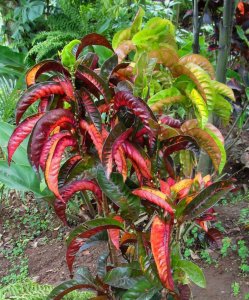 RECURVIFOLIUM IN ROBERTICOS GARDEN.jpg