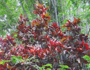 61 GLORIOSA SUPERBA.jpg