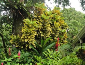 63 YELLOW PETRA-TORTUGERO CANAL LODGE.jpg