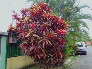 64 FRANKLIN DELANO ROOSEVELT (FDR).JPG