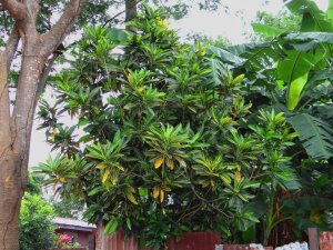 66 MORTII - THAT CORRGATED METAL FENCE UNDER THE CULTIVAR STANDS 7-8 FEET TALL.JPG