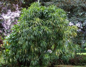 67 JOHANNIS-STANDING APPROX 15-16 ft TALL IN RURAL SAN MATEO.JPG