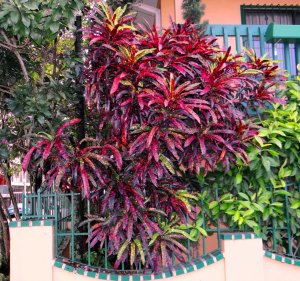 51 FRANKLIN DELANO ROOSEVELT - ENCLOSED CORNER GARDEN IN CIUDAD COLON.jpg