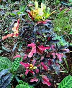 52 WILMA - DEEP TREE SHADE ALL DAY IN ROBERTICO'S GARDEN.JPG