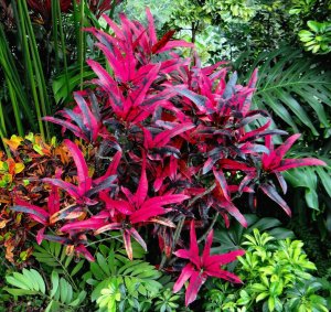 55 STOPLIGHT  IN ROBERTICO'S GARDEN.JPG