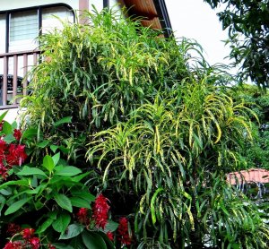 56 JOHANNIS - COUNTRY GARDEN OUTSIDE OF CIUDAD COLON.jpg