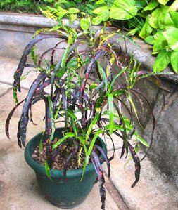 02 MY CULTIVAR 10 YRS. AGO.jpg