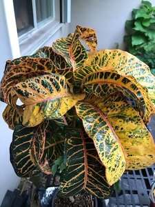 Richard Button hybrid with recurved leaf.jpg