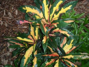 croton soc.@Glocks 12.10 006.jpg